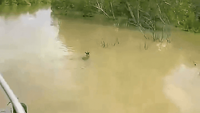 Baby kangaroo rescued from Australia floodwaters as 2 crocodiles lurk nearby (Queensland Police)