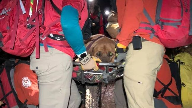 Salt Lake County Sheriff's Search and Rescue team brought Floyd the Mastiff out of a Utah canyon after he was injured. (Photo: Salt Lake County Sheriff's Search and Rescue)