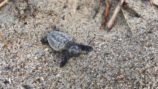 Sea turtles hatch on Edisto Beach, S.C., Sunday, July 8, 2018. (Edisto Beach Turtle Patrol/Courtney Beeks)