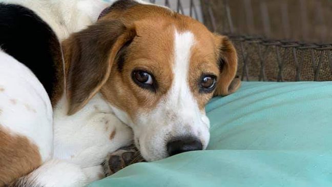 Lily the beagle is seen in a photo provided Thursday, April 1, 2021, by Skiatook Animal Control. Lily went missing in Alabama two years ago and has been returned to her family after she was discovered in Oklahoma.