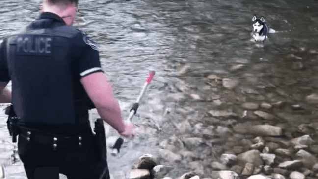 Officer Larsen with the Logan City Police Department takes off his boots and steps into the Logan River Wednesday to rescue a trapped dog. (Logan City Police Department)