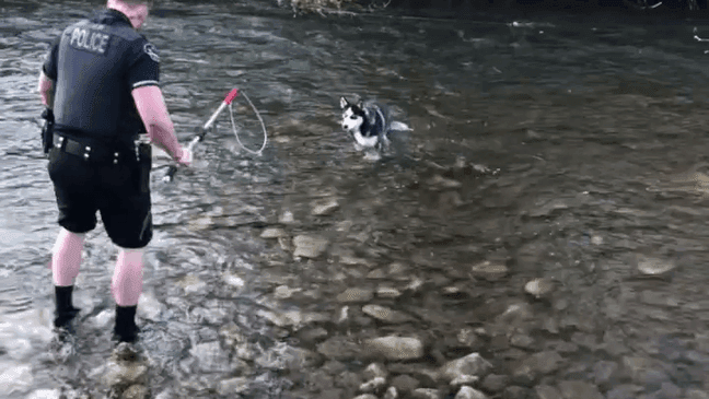 Officer Larsen with the Logan City Police Department takes off his boots and steps into the Logan River Wednesday to rescue a trapped dog. (Logan City Police Department)