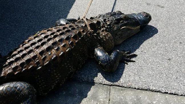 Experts removed a 9 foot alligator from a community in Hillsborough County. (Hillsborough County Sheriff's Office)