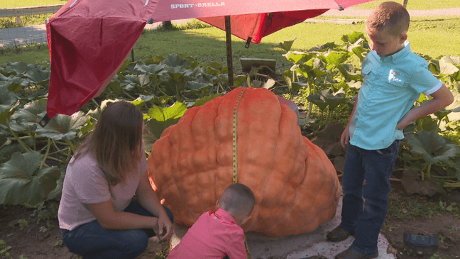 Giant pumpkins from Southwest Virginia headed to Dollywood (WCYB)