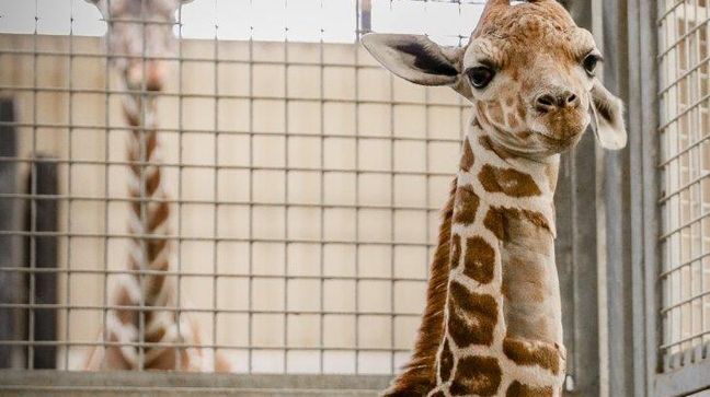 Oh baby! Henry Doorly Zoo welcomed female giraffe calf on Sunday