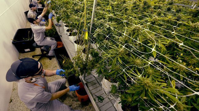 FILE - Workers pull leaves off a cannabis plants as they harvest them at a marijuana farm operated by Greenlight, Monday, Oct. 31, 2022, in Grandview, Mo. (AP Photo/Charlie Riedel)