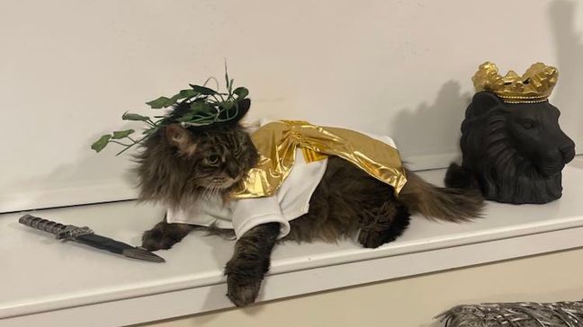 Lauren Cardinale, of Rhode Island, said she always has fun choosing the purr-fect outfit for her beloved cat, Gianni, who is a Maine coon. (Photo courtesy of Lauren Cardinale)