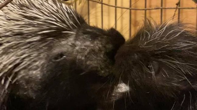 Doctors thought a porcupine named Betty White, who was recovering from health issues at the Saco River Wildlife Center in Limington, might have had a tumor. But it turned out she was pregnant with an adorable porcupette. (Saco River Wildlife Center)