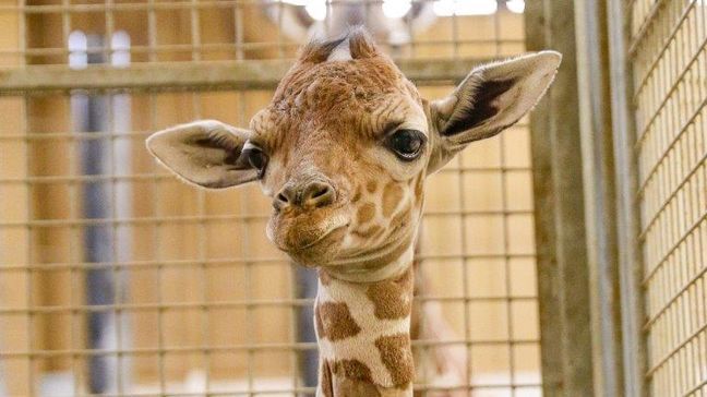 Oh baby! Henry Doorly Zoo welcomed female giraffe calf on Sunday