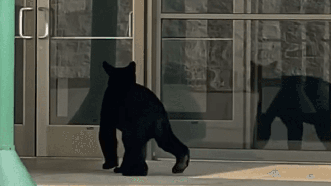 Screenshot from a video shows a bear visiting College Square Mall in Tennessee  (Photo: Beverly Robeson-Brooks) 