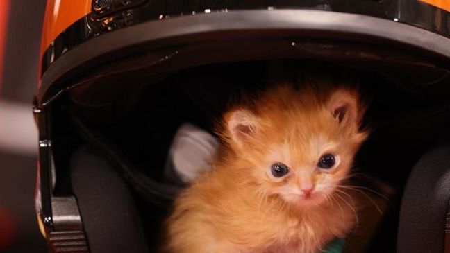 Tater Tot, a kitten with special needs that was saved by Salt Lake City-based rescue group Kitty CruisAIDe shortly after he was born, has since become a social media superstar, dominating Facebook, Twitter, TikTok, Instagram and more with his image. (Photo courtesy of Ash Houghton)