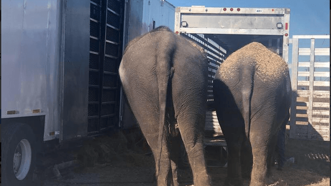 Vehicle hauling elephants stalled on US69 north of Eufaula (Courtesy of Trp. Dwight Durant){p}{/p}