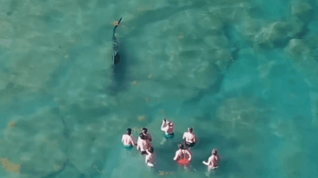 The shark zeroes in on the group of people. One of them is holding up their cellphone to video.{&nbsp;}(Video credit: Evan Parness)