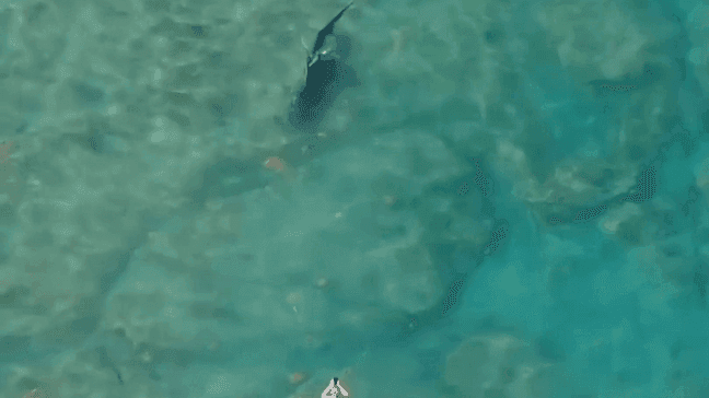 The shark slowly approaches the group. Its massive dorsal fin pierces the water.{&nbsp;}(Video credit: Evan Parness)