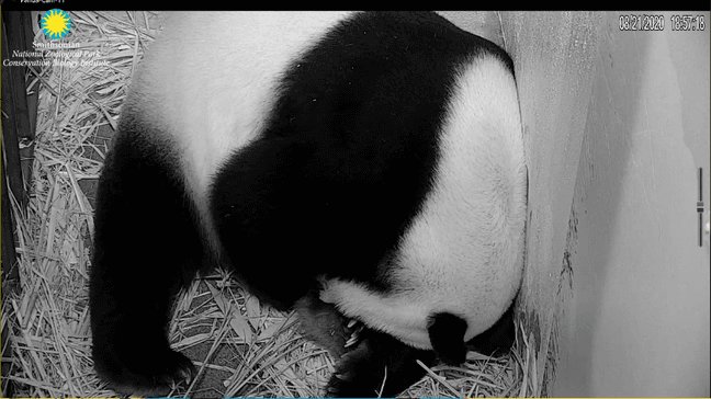 Giant panda Mei Xiang gave birth to a cub on Friday, August 21. (ABC7)