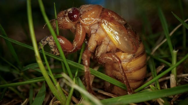 A periodical cicada nymph wiggles in the grass in Macon, Ga., on Thursday, March 28, 2024, after being found while digging holes for rosebushes. Trillions of cicadas are about to emerge in numbers not seen in decades and possibly centuries. (AP Photo/Carolyn Kaster)