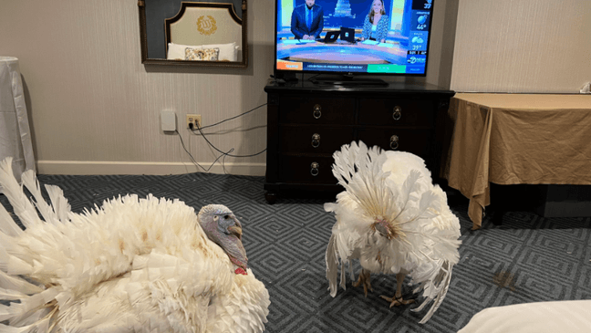 Peanut Butter and Jelly{&nbsp;}waking up with 7News ahead of meeting with President Joe Biden on Friday, Nov. 19, 2021. (Kristen Powers/7News)