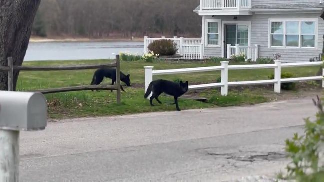 Dog hybrids have new home, says animal shelter in Rhode Island (Chime In/WJAR){&nbsp;}