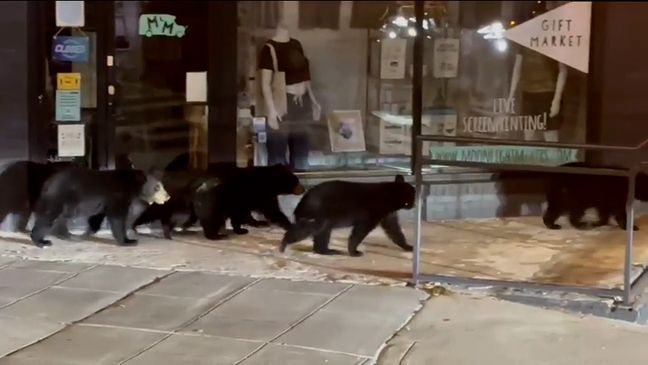 OCT. 18, 2023 - Bear family walks in downtown Asheville, North Carolina (Video still: Michele McCausland)