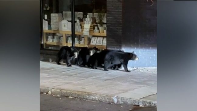 OCT. 18, 2023 - Bear family walks in downtown Asheville, North Carolina (Video still: Michele McCausland)