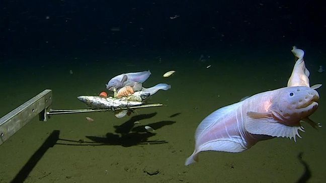 Scientists break record for the deepest fish ever recorded in the ocean (UWA news release)