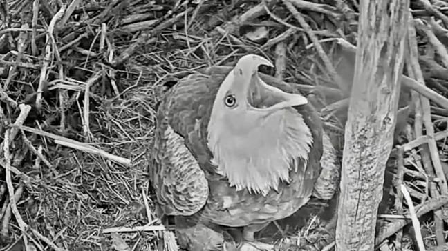 A screenshot of the Redding Eagles. (Courtesy of the Friends of Redding Eagles Livecam)