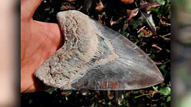 Matthew Basak found this massive 6.45-inch fossilized megalodon tooth at a construction site in the Summerville, South Carolina area. (Provided: Matthew Basak)