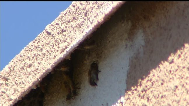 {p}A colony of about 1 million bees invaded the walls and roofof a home in far east El Paso. (KFOX14/CBS4){/p}