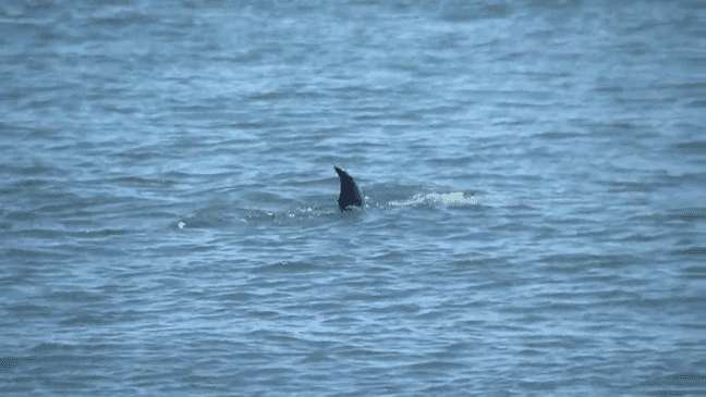 Researchers at the South Carolina Aquarium have documented a unique feeding strategy of dolphins in the Charleston Harbor. (WCIV)