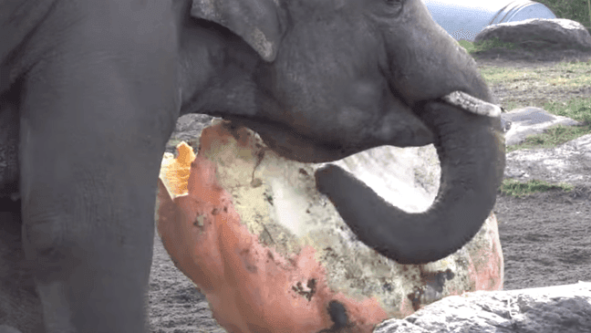 Elephants smash pumpkins at Oregon Zoo on Thursday, Nov. 26, 2020. (Courtesy: Oregon Zoo)