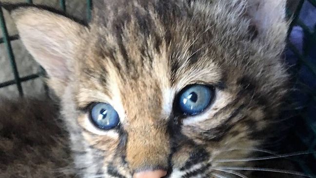 A San Antonio family was injured after mistaking a pair of bobcat kittens for domestic kittens (Photos courtesy: City of San Antonio Animal Care Services)