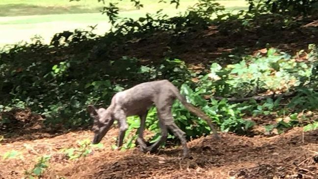 Chupacabra in the Carolinas? Or a coyote with mange? (Facebook/Doug Stewart)