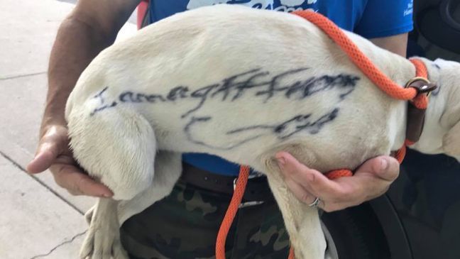 A young dog was left in Yoctangee Park in Chillicothe, with "free" and "to a good home" written on her in marker (Courtesy: Ross County Humane Society){p}{/p}