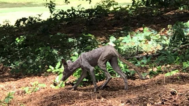 Chupacabra in the Carolinas? Or a coyote with mange? (Facebook/Doug Stewart)