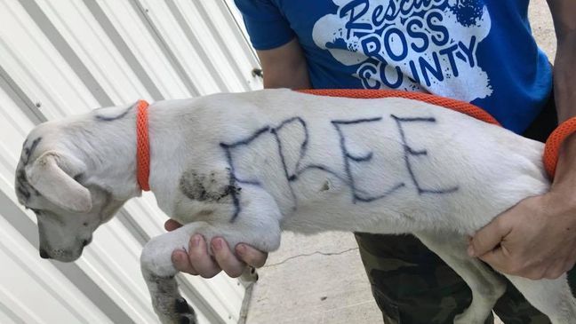 A young dog was left in Yoctangee Park in Chillicothe, with "free" and "to a good home" written on her in marker (Courtesy: Ross County Humane Society)