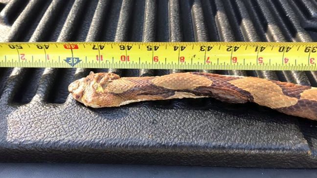 Tennessee outdoorsman finds massive, nearly record-breaking Copperhead snake. (Photo: Anthony Landreth via WZTV)