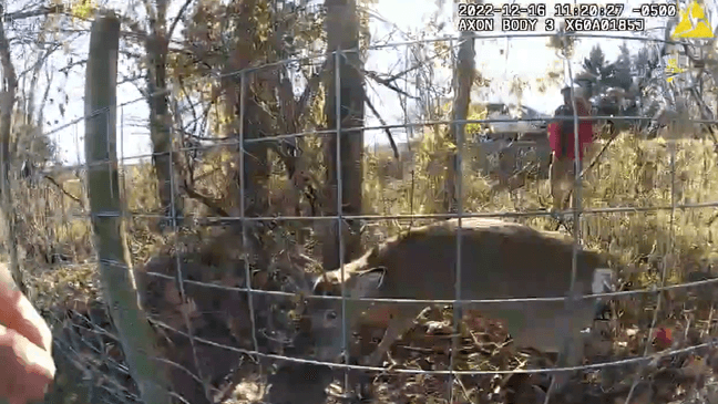 A police sergeant recused a deer after it was stuck in a fence in Anne Arundel County, Maryland on Dec. 16, 2022. (Photo: Anne Arundel County Police Department)