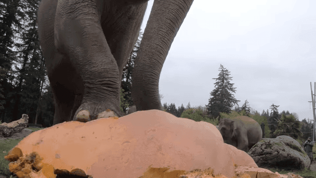 Elephants smash pumpkins at Oregon Zoo on Thursday, Nov. 26, 2020. (Courtesy: Oregon Zoo)