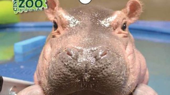 The Cincinnati Zoo is throwing a party for its resident celebrity, Fiona. The baby hippo who defied the odds is turning 1 next week. (Cincinnati Zoo/Kroger/Busken)