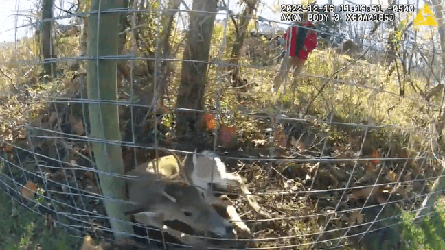 A police sergeant recused a deer after it was stuck in a fence in Anne Arundel County, Maryland on Dec. 16, 2022. (Photo: Anne Arundel County Police Department)