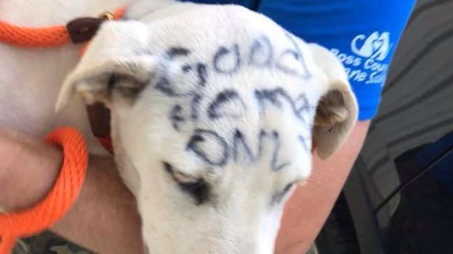 Ross County authorities have identified and charged the person they say is responsible for abandoning a dog in a park with{&nbsp;}"free" and "good home only" written in permanent marker on her. (WSYX/WTTE)