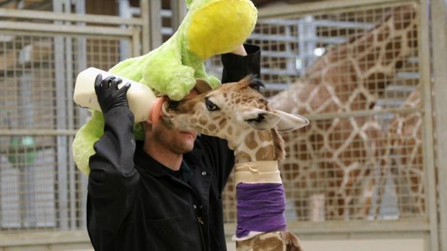 Giraffe calf enjoying a feeding bottle from one of her caretakers. (VIDEO: Omaha's Henry Doorly Zoo & Aquarium)