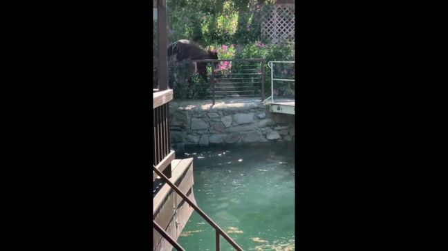 Vacationers capture sunbathing bears in Bass Lake. This one was taken on Tuesday morning around 10. (Eli Ramirez)